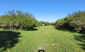 27.5 ha. Cnia. Los Ceibos - Dto. Uruguay